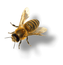 KORKBEE Biene von oben