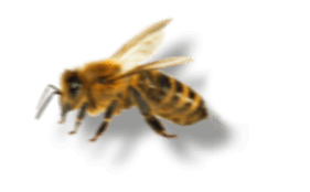 KORKBEE Biene fliegt nach links