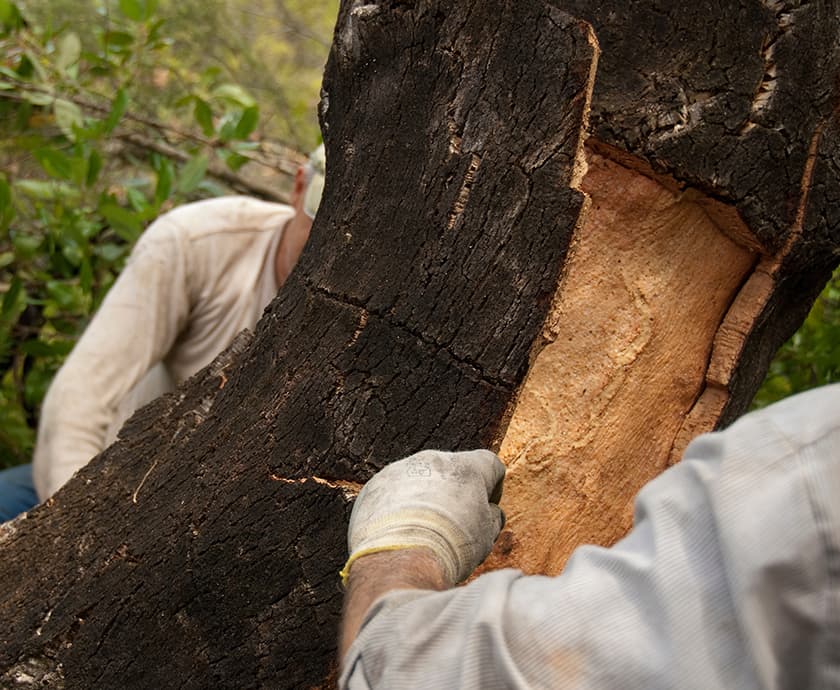 KORKBEE Kork Actionbild