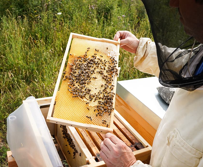Korkbee Bienen Actionbild